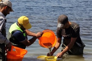 Göletlere 100 Bin Yavru Balık Bırakıldı