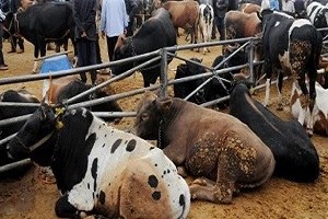 Hayvan pazarları sıkı denetlenmeli