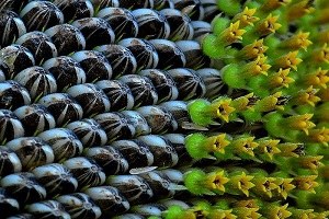 Kırıkkale de Çerezlik Ay Çekirdeği