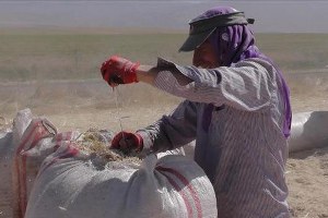 Muş tan Saman Sevkıyatı