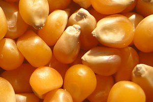 Mısır Üreticisi TMO dan Fiyat Bekliyor