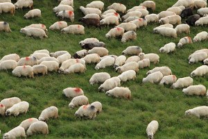 Bandırma da Tübitak Destekli Hayvancılık Projesi