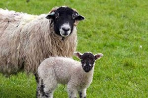 Aksaray da Hayvan Varlığı Sayısı Yedi Yılda Sekiz Kat Arttı