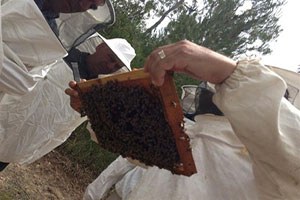 Arıcılık Eğitiminde Yeni Dönem