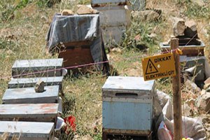 Ballar Ayılardan Elektrikli Çitlerle Korunuyor