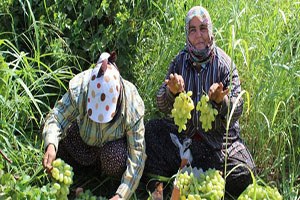 Hassa da Üzüm Hasadı