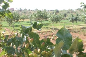 Siirt te Dağa Taşa Fıstık Ekiliyor