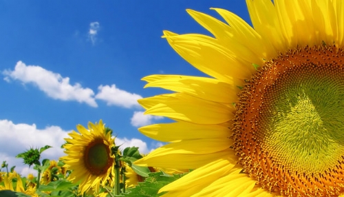 Trakya Birlik ayçiçeği ön alım fiyatını açıkladı