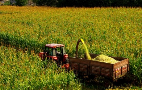Mısır Alım Fiyatları Derhal Açıklanmalı