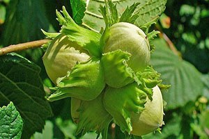 Türk Fındığının Coğrafi Haritası Çıkarılacak