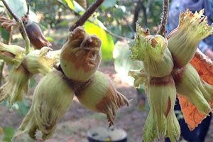 Karadeniz deki Fındık Üreticisinde Küflenme Endişesi