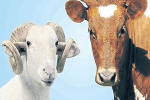 Kurban Komisyonu Besici ve Üretecileri Uyardı