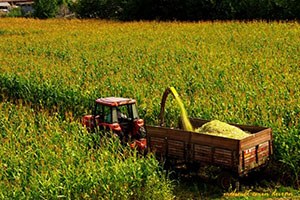 Aksaray da Silajlık Mısır Hasadı Başladı