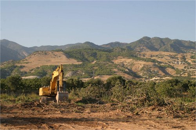 Jeotermal İçin İncir Ağaçları Sökülüyor