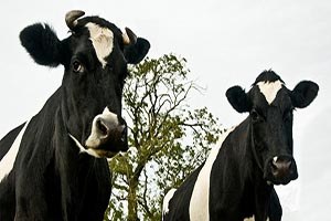 Besicilere Destekleme Ödemesi Yapıldı