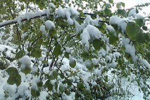 Çiftçinin Don Ödemelerine Borç Nedeniyle El Koyuyorlar