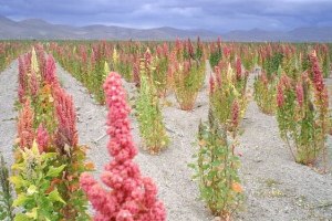 Bilecik te Kinoa Hasadı