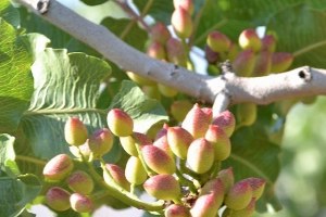 Siirt Fıstığında 30 Bin Ton Rekolte Bekleniyor