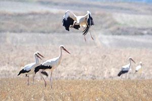 Tarla Faresiyle Mücadelede Çiftçinin En Büyük Yardımcısı Leylekler