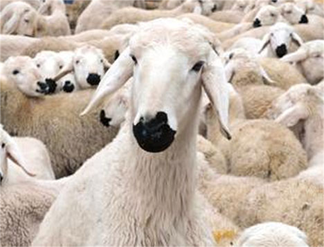 Kurbanlık Hayvan Sıkıntısı Yaşanmayacak