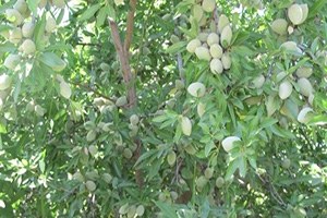 Niğde de Köylülere Ek Gelir Badem ve Ceviz Fidanı Dağıtılacak