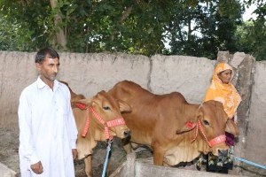 Tika nın Desteğiyle Pakistan da Evde Süt Üretimi Teşvik Ediliyor