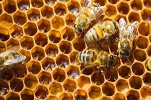 Aydın Arıcılar Birliği Muğla Arıcılarına Savaş Açtı