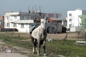 At Eti Taciri Hapisten Çıktıktan Sonra Yine Suç Üstü Yakalandı