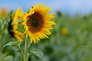 Vezirköprü de Ayçiçeği Alımları Başladı