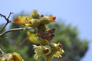 Alaplı da Fındık Hasadı Erken Başladı