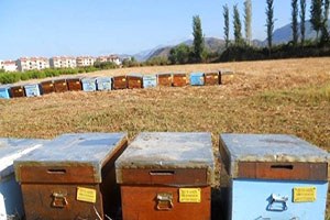 Dalaman da Arı Kovanı Desteklemeleri Ödeniyor