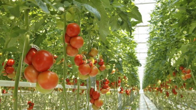 Topraksız Tarımın İlkeleri Nelerdir