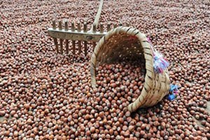 Türkiye nin Fındık İhracatı