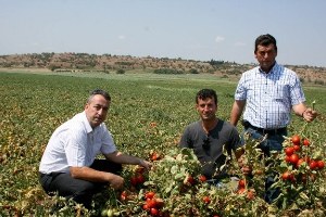 Karacabey de Domates Hasadı Başladı