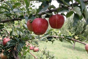 Kavak ta Elma Hasadı