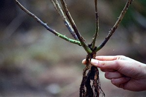 Çiftçilere Mantari Hastalıklar Uyarısı