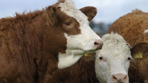 Kurbanlık Almak İçin Acele Etmeyin