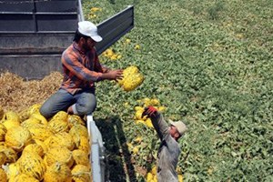 150 Lira İçin Gece İş Başı Yapıyorlar