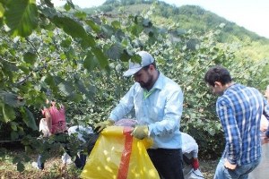 Bafra da Fındık Hasadı Devem Ediyor