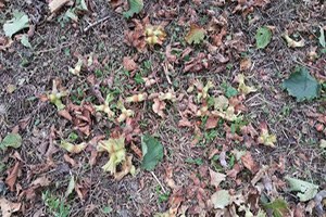 Çarşambalı Üreticiler 3 Bin Ton Organik Fındık Bekliyor