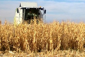 Çukurova da Mısır Hasadı Başladı