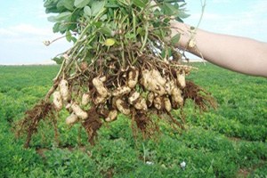 Çukurova da Yer Fıstığı Hasadı Başladı