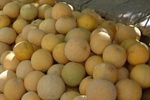 Kavun Fiyatları 40 Kuruşa Kadar Düştü