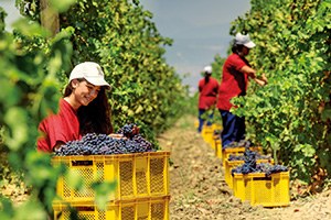 Kilis te Üzüm Hasadı Başladı