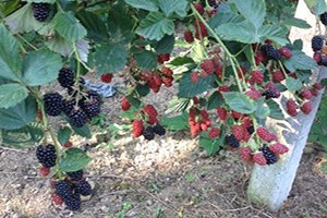 Marmelatlık Böğürtlenler Toplanmaya Başlandı