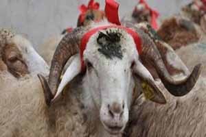 Üniversiteler Kurban İşine El Attı