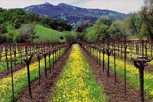 Uzunköprü de Telli Terbiye Bağcılık Projesi