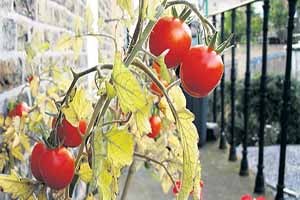 Villada bostan balkonda sera