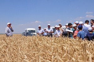 Altıntaş ta Tarla Günü