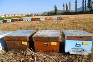 Dalaman da Arı Kovanı Desteklemeleri Ödeniyor